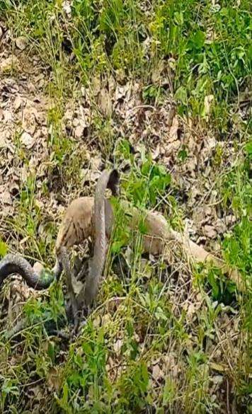 Pertarungan sengit ular kobra hitam vs biawak air.