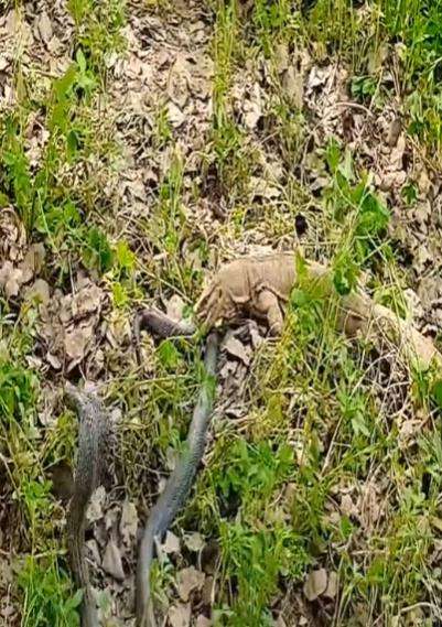 Pertarungan sengit ular kobra hitam vs biawak air.