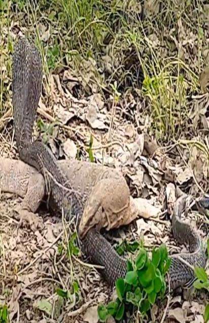 Pertarungan sengit ular kobra hitam vs biawak air.