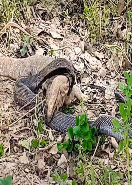 Pertarungan sengit ular kobra hitam vs biawak air.
