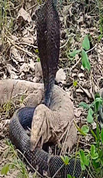 Pertarungan sengit ular kobra hitam vs biawak air.