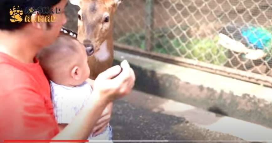 Rayyanza dicium rusa Alshad