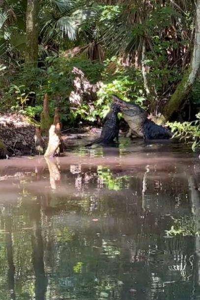 Momen aligator besar membanting sejenisnya yang berukuran lebih kecil.