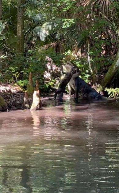 Momen aligator besar membanting sejenisnya yang berukuran lebih kecil.