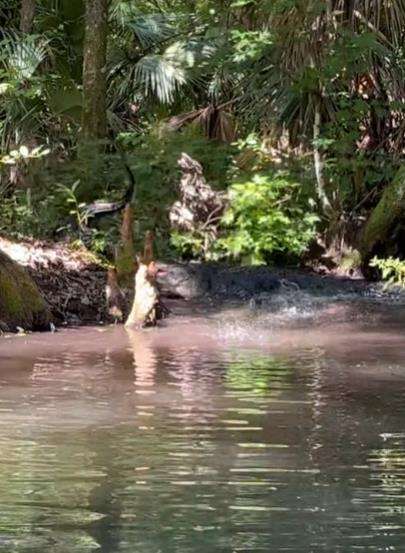 Momen aligator besar membanting sejenisnya yang berukuran lebih kecil.