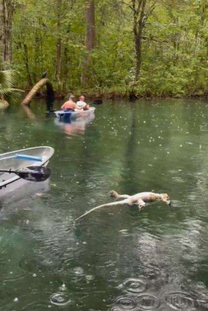 Momen aligator besar membanting sejenisnya yang berukuran lebih kecil.