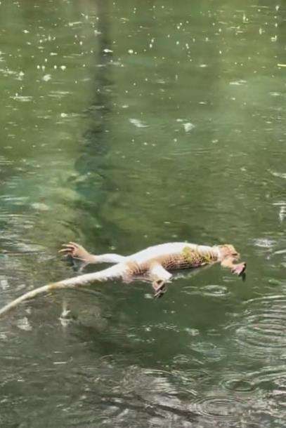 Momen aligator besar membanting sejenisnya yang berukuran lebih kecil.