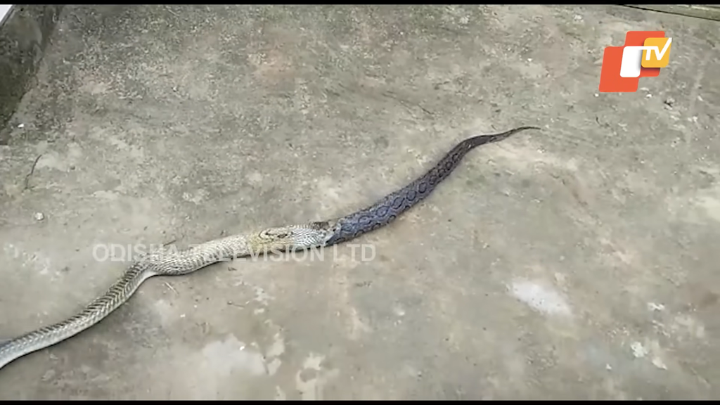 ular king kobra dan viper