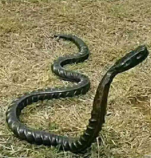 tak cukup sekali dilihat, benda-benda ini mirip ular.