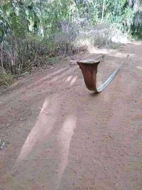 tak cukup sekali dilihat, benda-benda ini mirip ular.