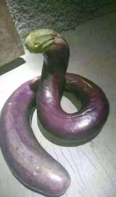 tak cukup sekali dilihat, benda-benda ini mirip ular.