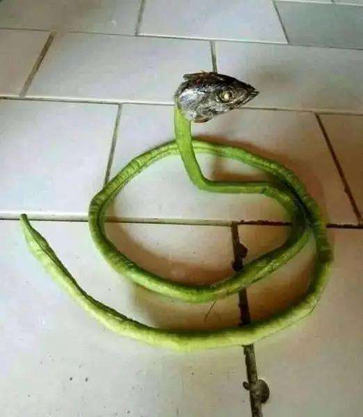tak cukup sekali dilihat, benda-benda ini mirip ular.
