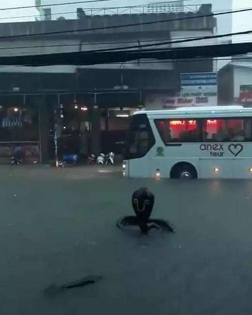tak cukup sekali dilihat, benda-benda ini mirip ular.
