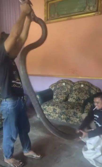 Gempar king kobra raksasa masuk rumah warga di Kaltara.
