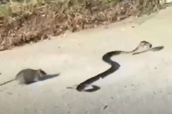 Induk tikus lawan ular king kobra yang gondol anaknya.