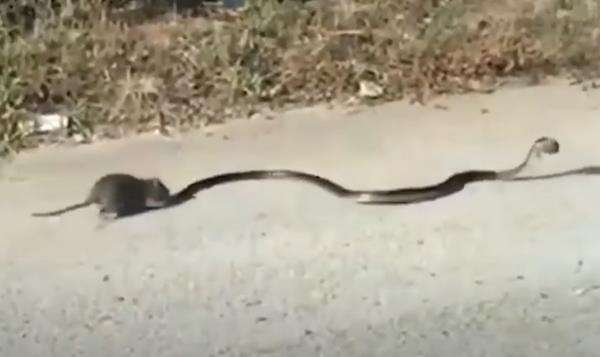 Induk tikus lawan ular king kobra yang gondol anaknya.
