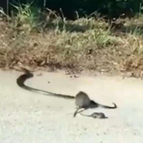 Induk tikus lawan ular king kobra yang gondol anaknya.