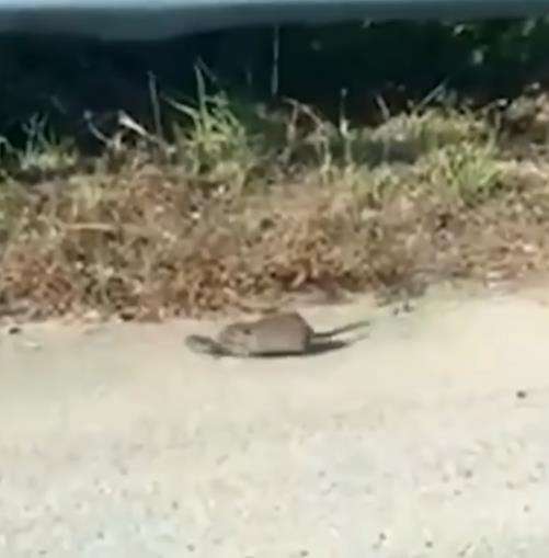 Induk tikus lawan ular king kobra yang gondol anaknya.