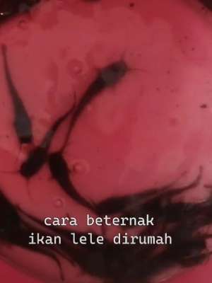 Cara berternak ikan lele di rumah.