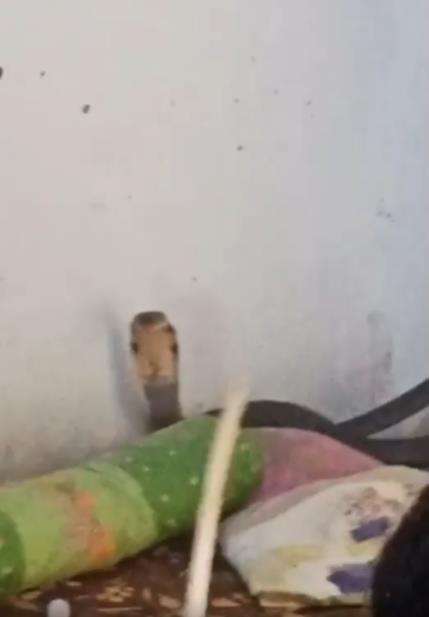 Penemuan ular kobra raksasa di rumah warga Bogor.