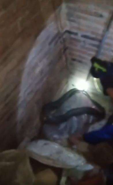 Penemuan ular kobra raksasa di rumah warga Bogor.