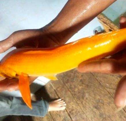 Viral penemuan ikan gabus warna emas terang.