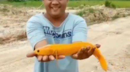 Viral penemuan ikan gabus warna emas terang.