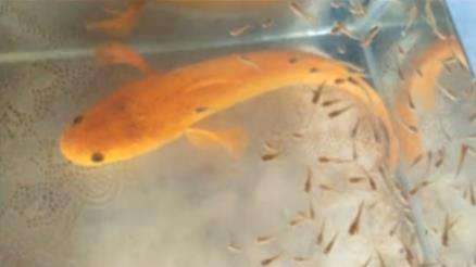 Viral penemuan ikan gabus warna emas terang.