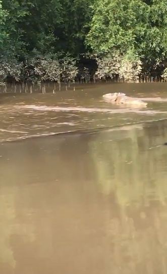 Orang Naik Perahu Dikejar Buaya