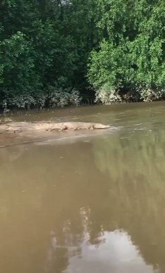 Orang Naik Perahu Dikejar Buaya
