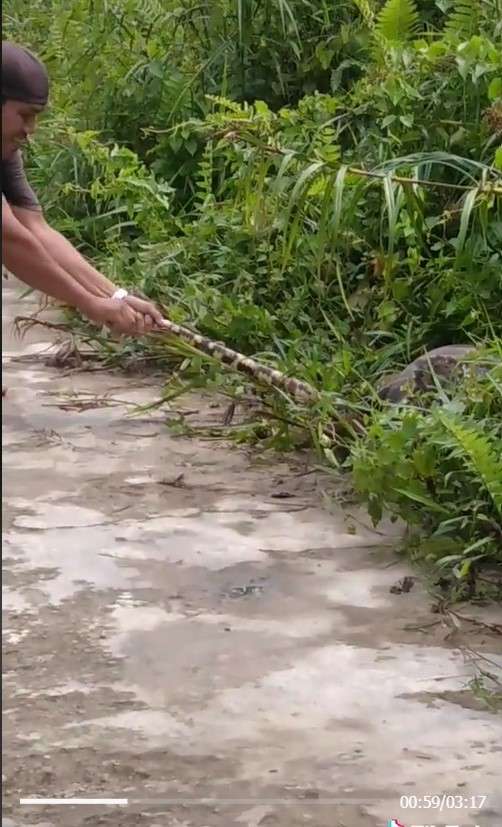 Piton mangsa kambing