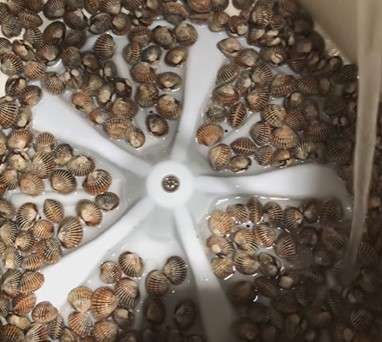 Kerang