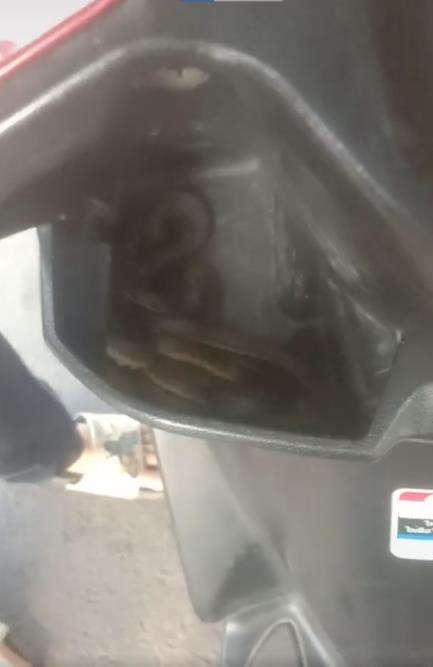 Penampakan ular di dalam dasbor motor matic.