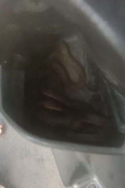 Penampakan ular di dalam dasbor motor matic.