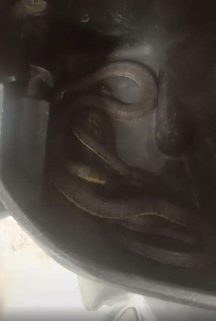 Penampakan ular di dalam dasbor motor matic.