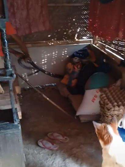 Penangkapan ular king kobra masuk warung makan.
