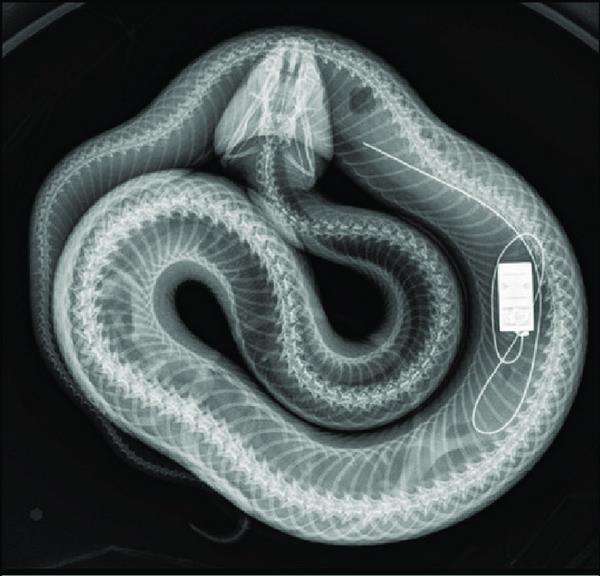 Foto rontgen perlihatkan piton Burma dalam perut ular cottonmouth.
