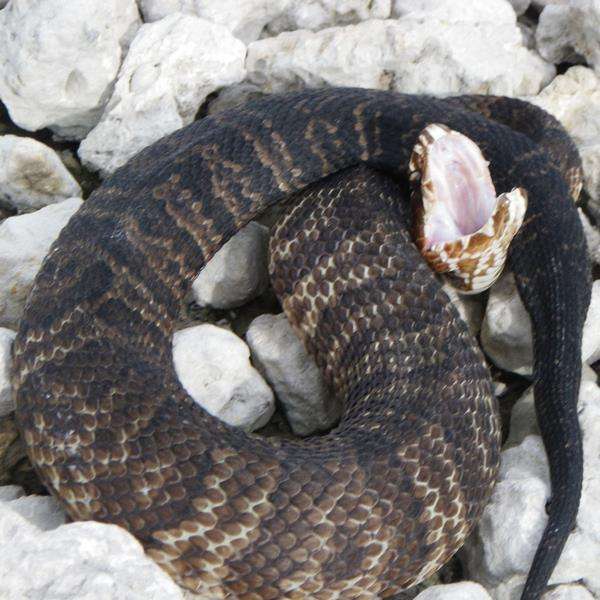 Foto rontgen perlihatkan piton Burma dalam perut ular cottonmouth.