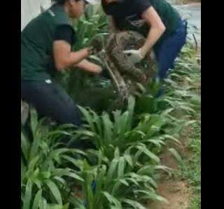 Petugas kebun binatang evakuasi ular piton raksasa.