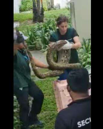 Petugas kebun binatang evakuasi ular piton raksasa.