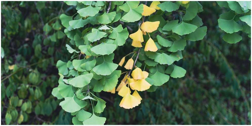 Manfaat Ginkgo Biloba untuk Kesehatan
