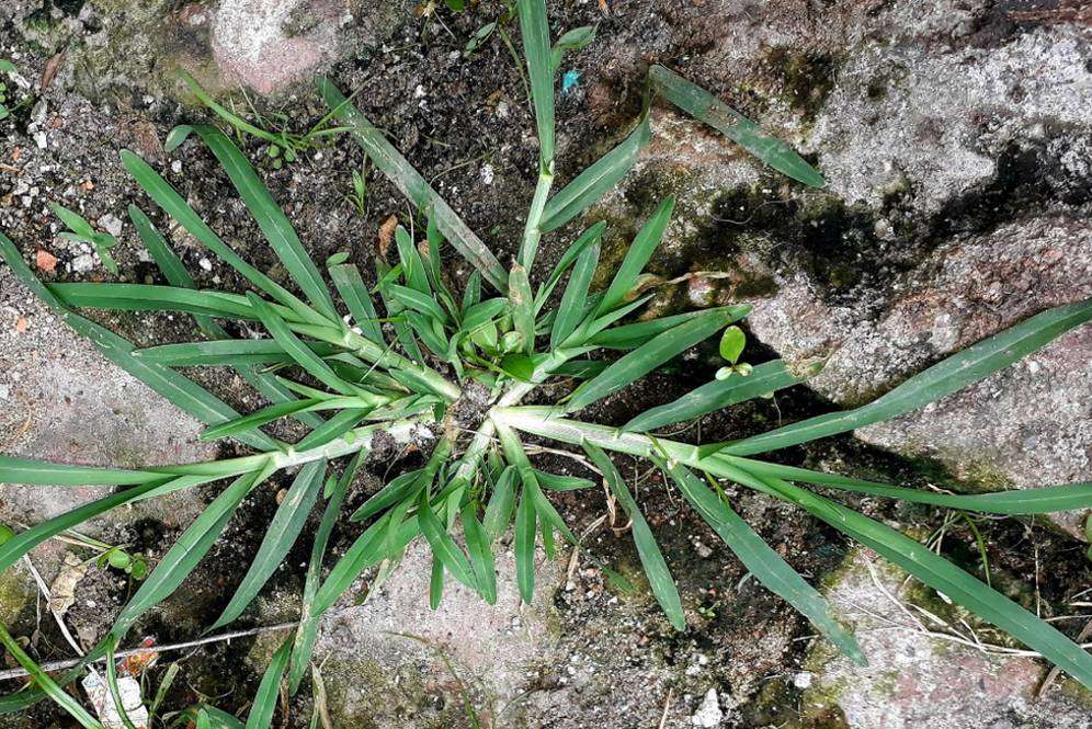 Rumput paragis