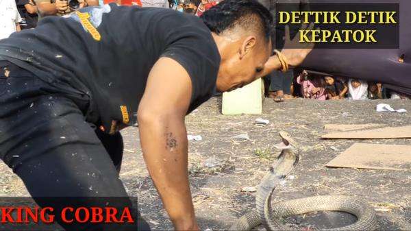 Atraksi di depan panggung, pawang ular kena gigit king kobra peliharaannya.