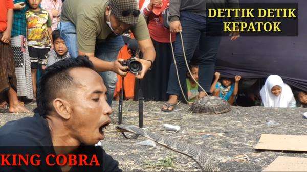 Atraksi di depan panggung, pawang ular kena gigit king kobra peliharaannya.