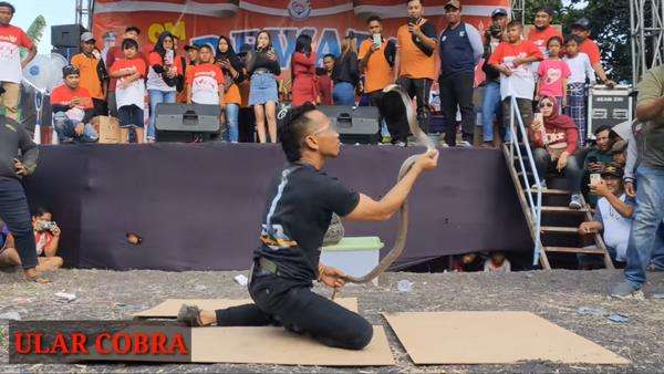 Atraksi di depan panggung, pawang ular kena gigit king kobra peliharaannya.