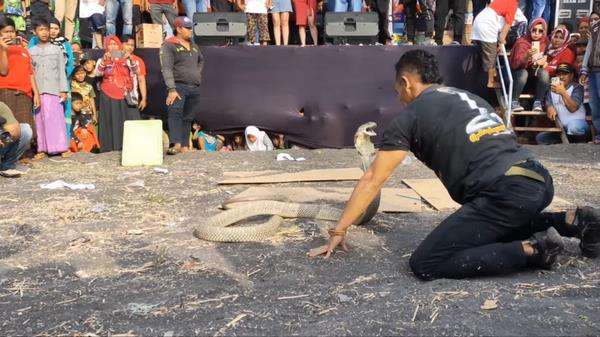 Atraksi di depan panggung, pawang ular kena gigit king kobra peliharaannya.