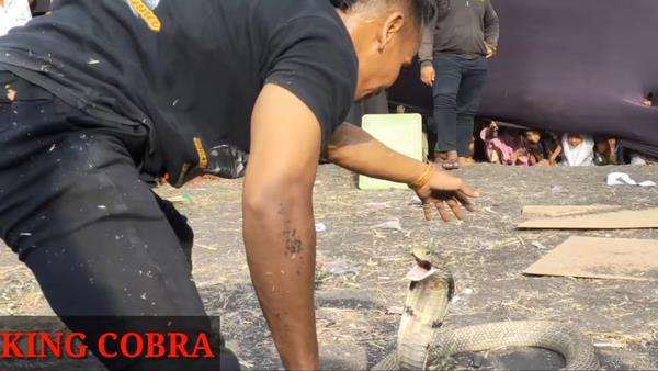 Atraksi di depan panggung, pawang ular kena gigit king kobra peliharaannya.
