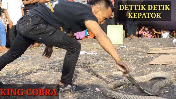 Atraksi di depan panggung, pawang ular kena gigit king kobra peliharaannya.