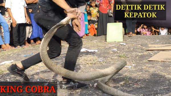 Atraksi di depan panggung, pawang ular kena gigit king kobra peliharaannya.