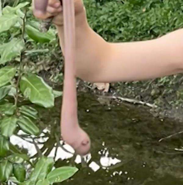Bocah temukan cacing raksasa di kebun rumahnya.